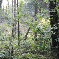 Bild vergrern: Wald am Bergsee