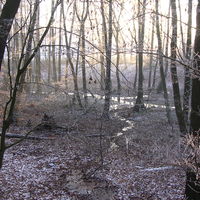 Bild vergrößern: Winterlicher Wald