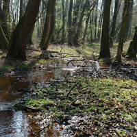 Bild vergrößern: Naturnaher Wasserlauf im Bexaddetal